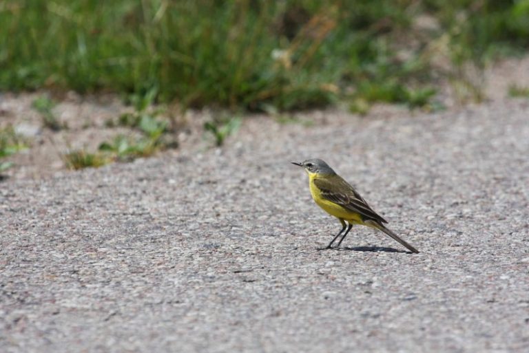 2024 metais LOD tęs jau kelis dešimtmečius vykdomas Įprastų kaimo kraštovaizdžio paukščių apskaitas
