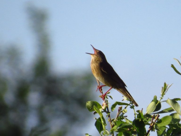 „Naktiniai Tyrulių pelkės balsai“ ir Natura 2000 diena Tyruliuose