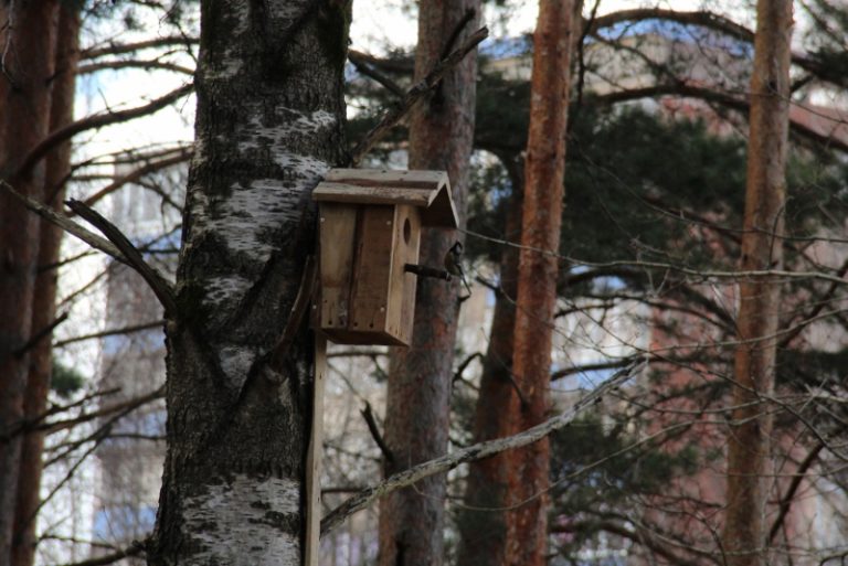 Pasaulinės paukščių dienos proga iškeltus inkilus užima paukščiai