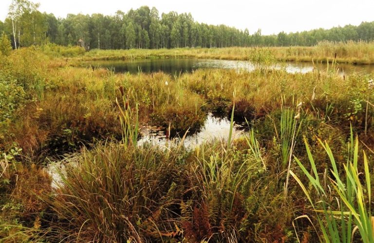 Tarptautinei pelkių dienai – filmas apie atkuriamą Tyrulių pelkę