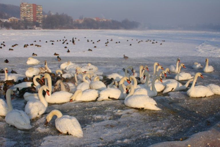 Neatsargūs ir nepagalvoti pasiplaukiojimai baidarėmis gali nužudyti žiemojančius vandens paukščius