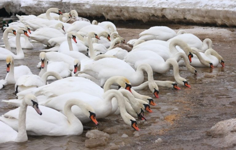 Dėl nustatyto paukščių gripo gulbių žiemavietėje Kaune