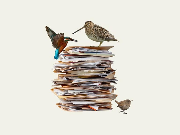 Perinčių paukščių atlaso darbai įsibėgėja