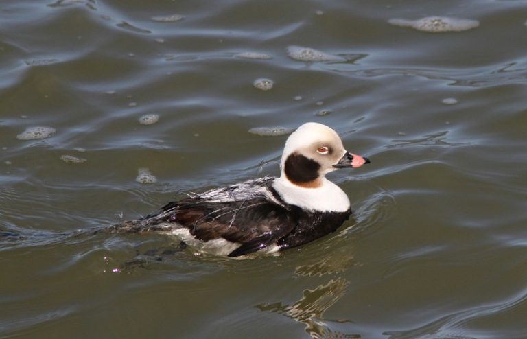 Išleistas žvejybos tinkluose žūstančių vandens paukščių pažinimo vadovas