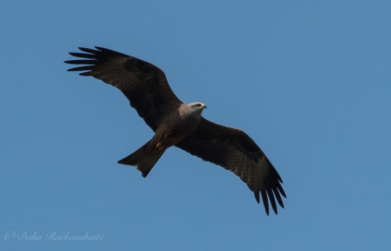 Skaičiuojame juoduosius peslius