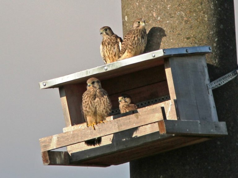 Apibendrinti 2016 metų pelėsakalių perėjimo sezono rezultatai