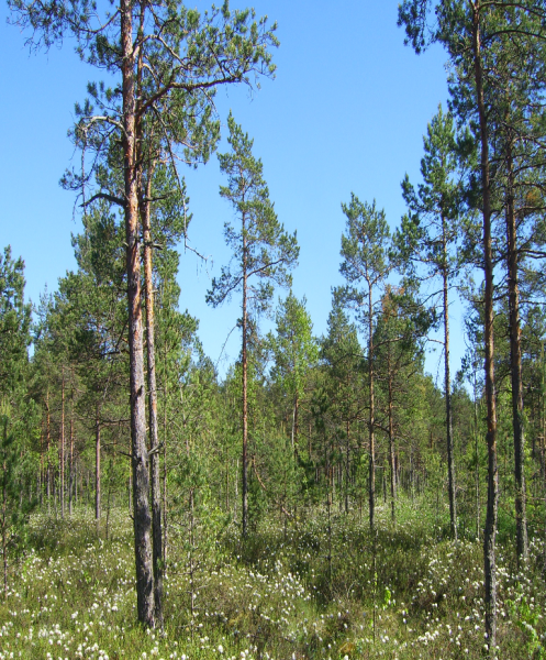 Lietuvos ornitologai pasisako prieš natūralių pelkių sunaikinimą