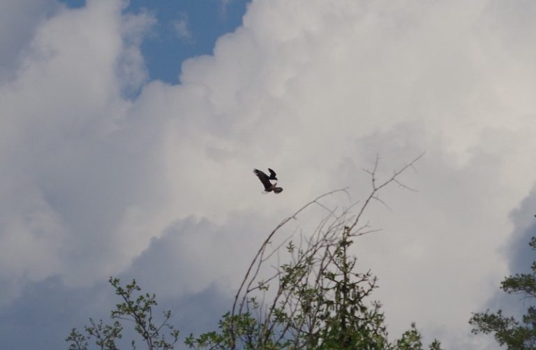 Įkyrūs kaimynai – krankliai