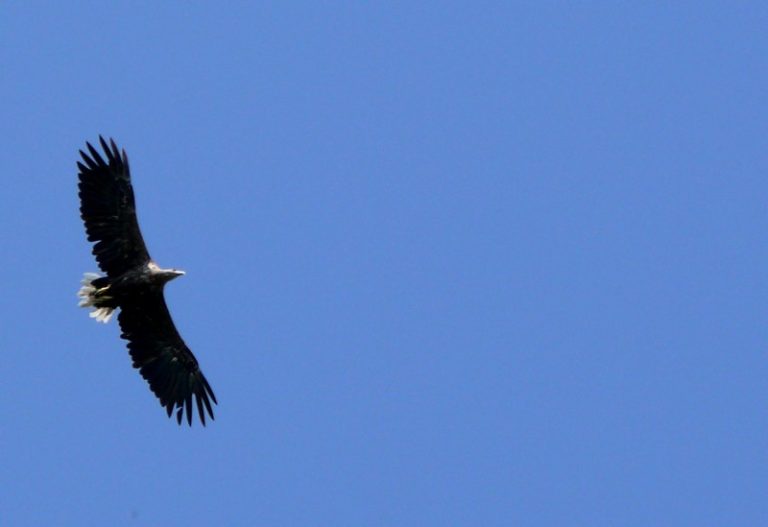 Pavasaris Nemuno Deltoje