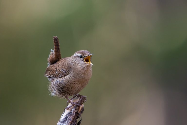 2018-2019 metų žiemos paukštis – karietaitė (Troglodytes troglodytes)