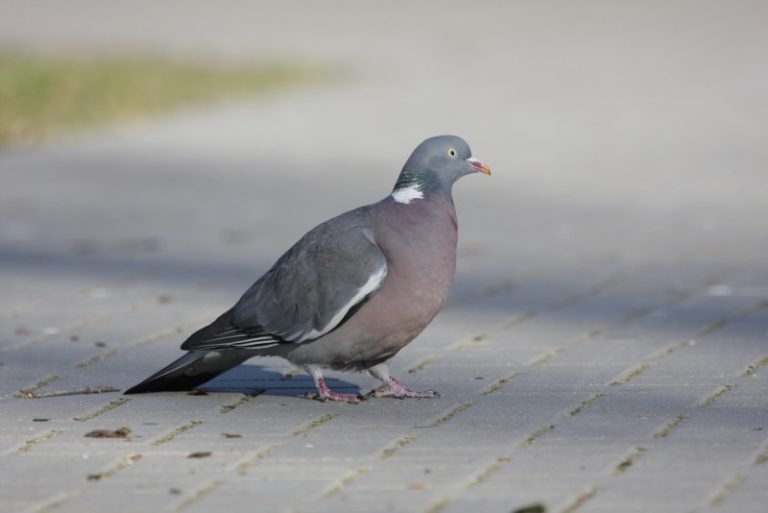 Apie LOD renkamus paukščių fenologijos stebėjimus