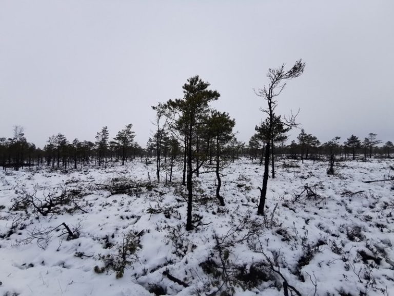 Vasario ir kovo mėnesiais Svencelės pelkėje vyksta gamtotvarkos darbai