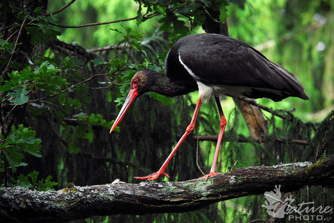 Kolegos iš Latvijos kviečia stebėti juodojo gandro lizdo transliaciją
