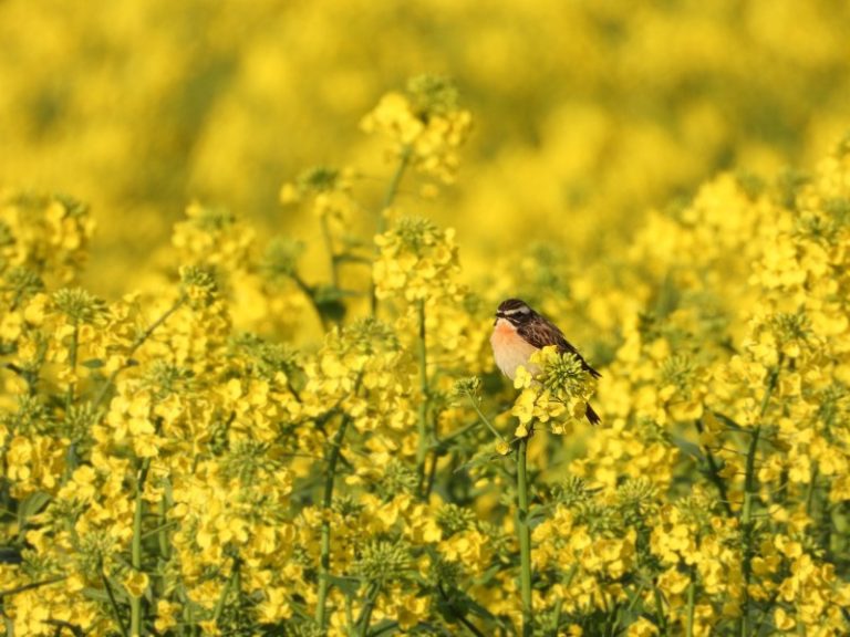 LOD pozicija dėl žemės ūkio politikos