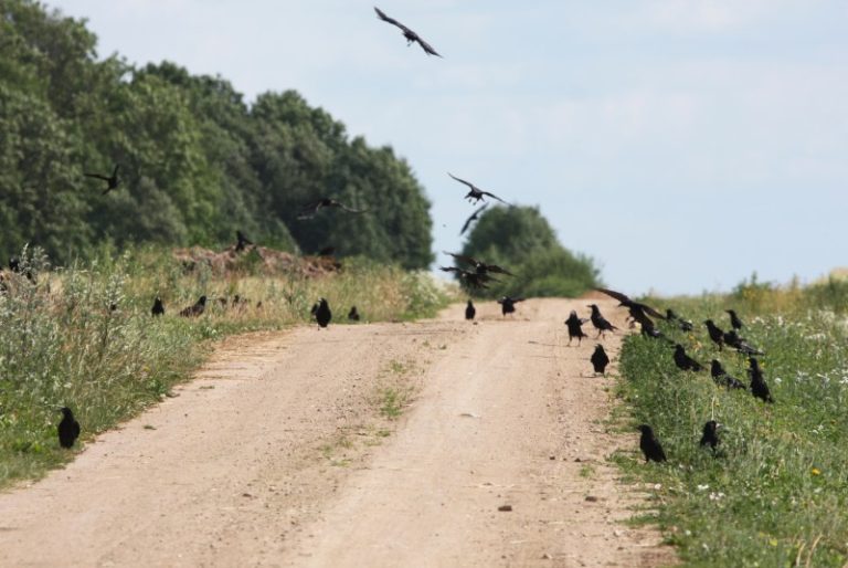 Ornitologai kviečia nepamiršti pasirūpinti perinčių kovų apsauga