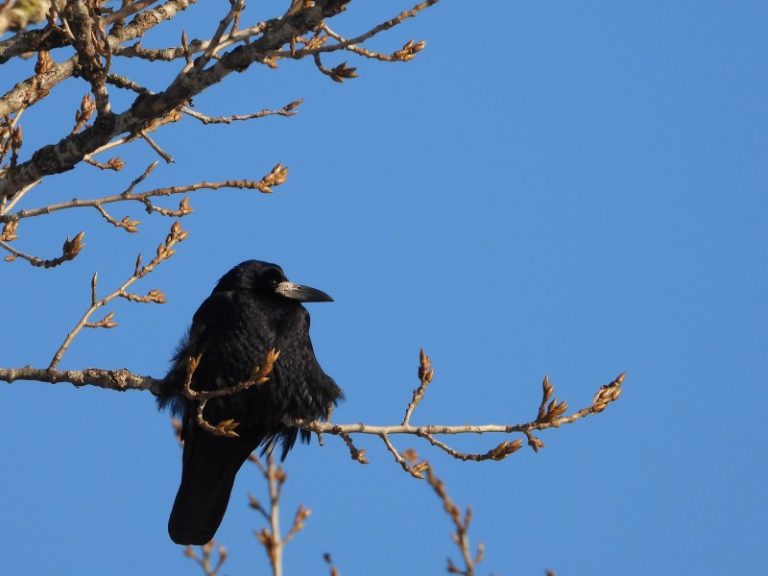 Kovas žmonių draugas ar priešas?