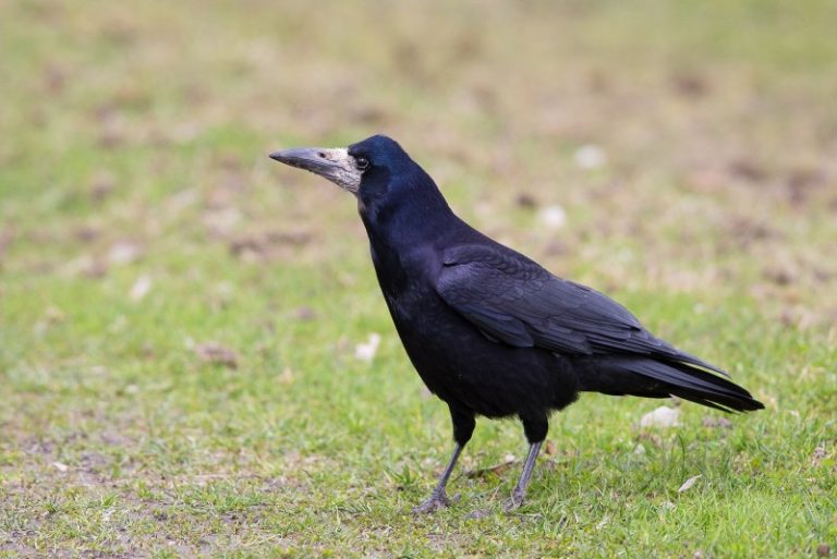 Raseinių rajone ruošiamasi naikinti kovus