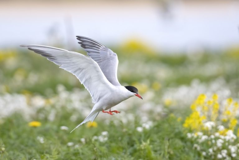 Tiesioginė transliacija – žuvėdrų gyvenimas iš arti