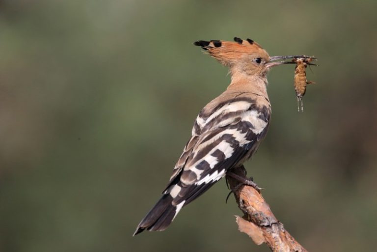 Kviečiame į bendrą Valdovų rūmų ir LOD renginį „Medžioklės diena: Giria karaliauja rūmuose“