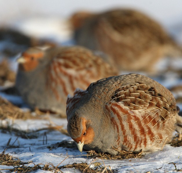Kas storina Lietuvos Raudonają knygą?