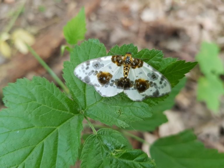 Kviečiame pažinti Vingio parko biologinę įvairovę kartu su gamtininku Tomu Pociumi