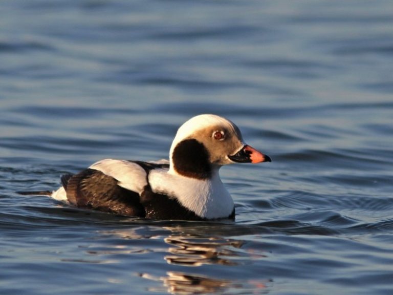 Kaip apsaugoti Lietuvos pajūryje žiemojančius paukščius nesumažinant žvejybos apimčių?
