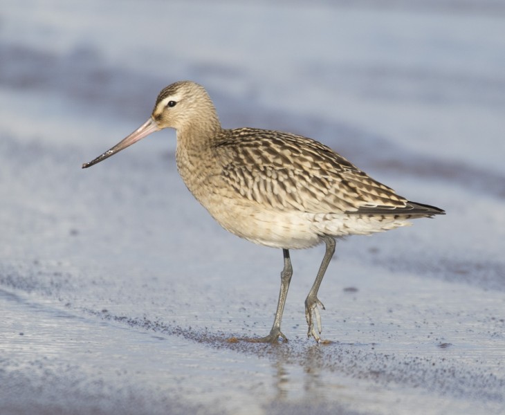 Kuršių Nerijoje vyko septintieji 4P mokymai