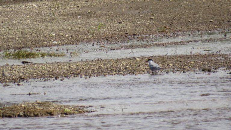 Nemuno salų tvarkymo rezultatai daug žadantys
