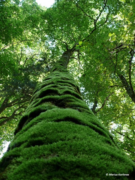 „Girių Spiečius” organizuoja eitynes už Lietuvos miškus