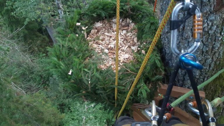 Iškelti lizdai juodajam gandrui ir mažajam ereliui rėksniui