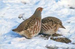 Pagal naują sistemą parengtame Lietuvos saugomų rūšių sąraše – pokyčiai