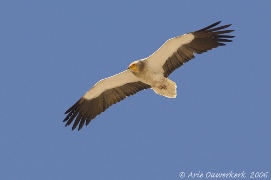 Gruzijos gamtos apsaugos organizacija SABUKO kviečia į ekspedicijas Kaukaze