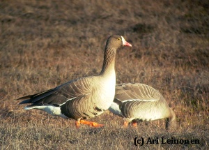Kviečiame dalyvauti mažosios žąsies paieškose. Atpildas 300 litų!