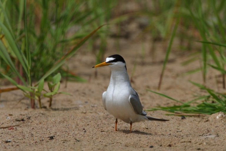 Žuvėdrų buveinių atkūrimo darbai Nemuno kilpų regioniniame parke