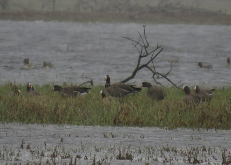 Tarptautinės pajėgos – mažųjų žąsų apsaugai Europoje
