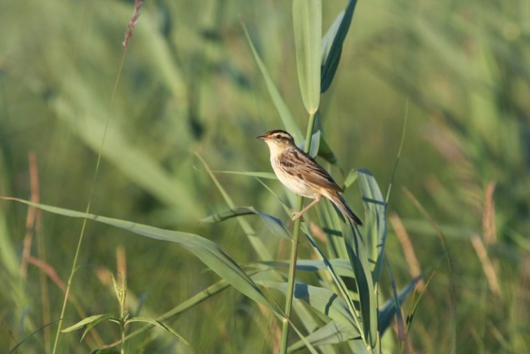 Žemės ūkio ministerijos parengtos tiesioginių išmokų taisyklės  neužtikrina saugomų gamtinių vertybių apsaugos (1)