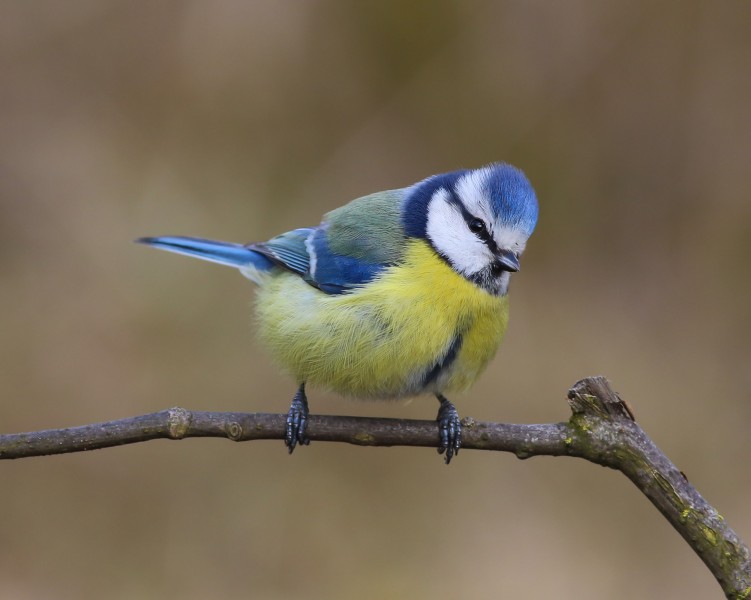 Paukščių veisimosi metu draudžiami miško kirtimai ir medienos ištraukimas visų grupių saugomuose miškuose bei nacionaliniuose parkuose