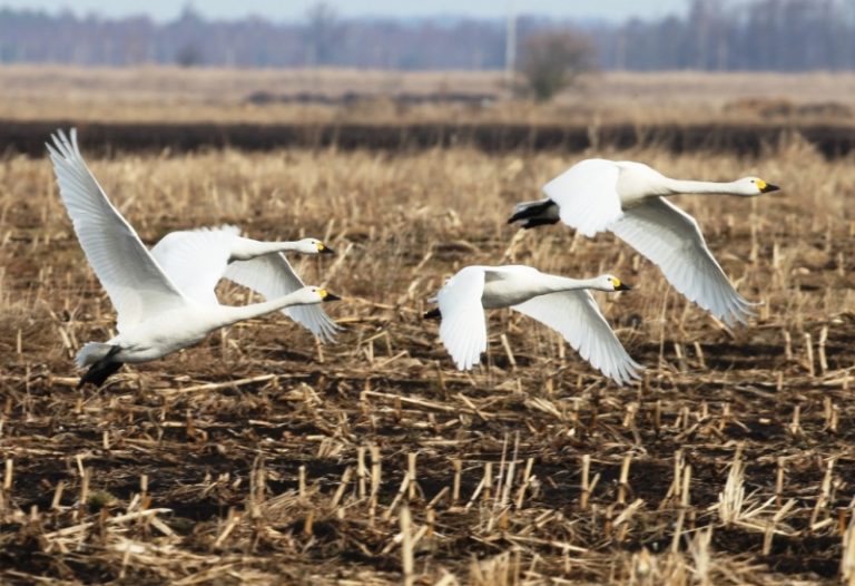 Mažųjų gulbių skrydžio naujienos