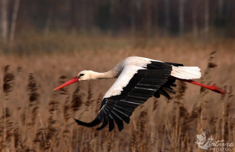 Keistas ir negailestingas baltojo gandro elgesys