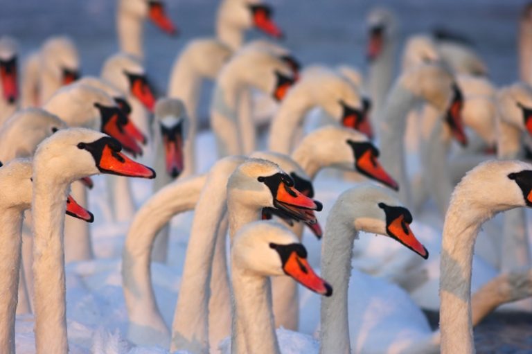 Didžiausia lesykla Baltijos šalyse jau penktają žiemą gyvuoja Kaune