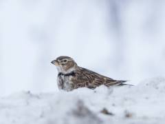 Lietuvoje pastebėta dar nematyta paukščių rūšis – paprastasis stepinis vieversys (Melanocorypha calandra)
