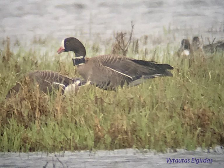 Lietuvoje stebimos rečiausios Europoje perinčios mažosios žąsys