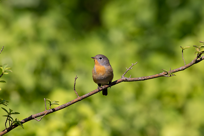 Lietuvos ornitologų draugija kviečia prisijungti prie akcijos „Mažoji musinukė – 2024 metų paukštis“