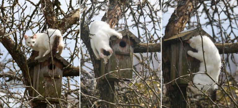 Lenkijoje per metus naminės katės sugauna apie 583 milijonus smulkių žinduolių ir 135 milijonus paukščių