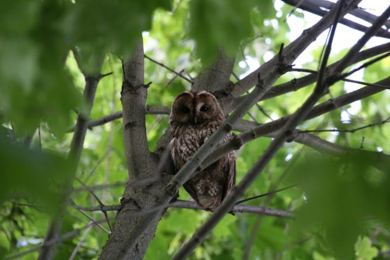 Lietuvos perinčių paukščių atlaso duomenų rinkimas tęsiamas!