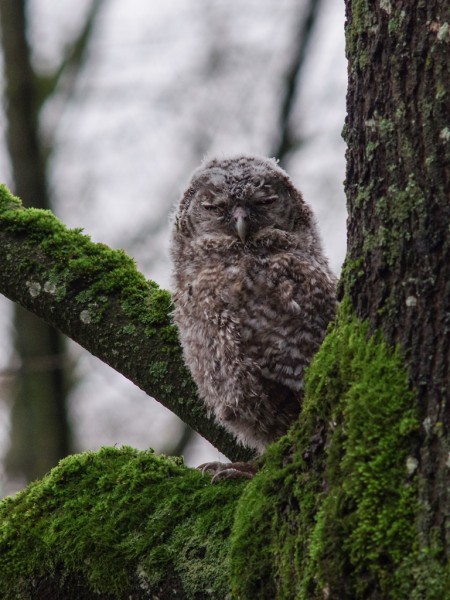 Vilniaus pelėdos nustebino ornitologus