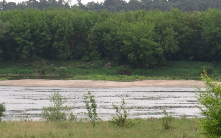 Nemune prie Vilkijos supiltoje saloje jau kuriasi paukščiai