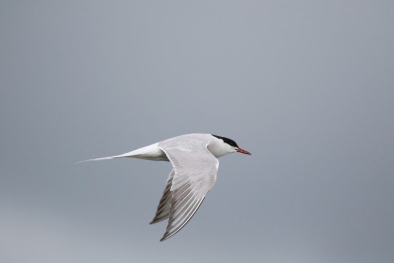 Grynas.lt reportažas apie projektą skirtą  gerinti upinių ir mažųjų žuvėdrų apsaugos būklę Lietuvoje