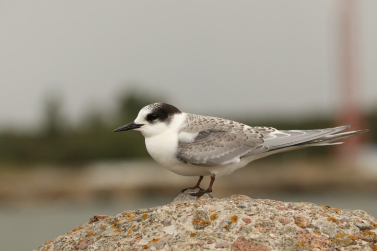 Kviečiame dalyvauti fotokonkurse „Žuvėdros – grakščiosios šaudyklės“