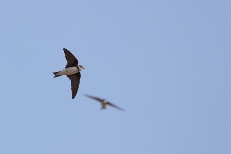 Urvinės kregždės statybvietėse